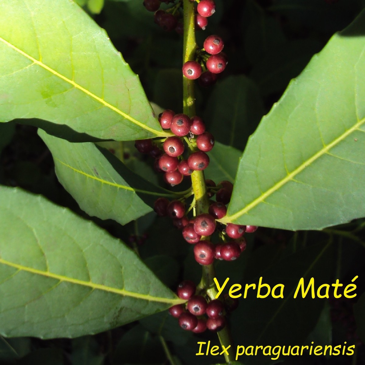 Yerba Mate~ Ilex paraguariensis Chimarrao Herbal Tea 3-4+ft Potted medium  Plant | eBay