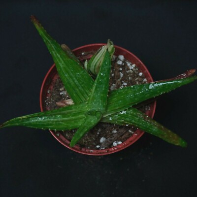NOBILIS VARIEGATA | ALOE | eBay