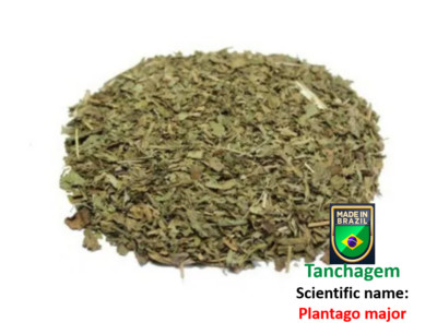 Cha Tanchagem Tee - Plantago major
