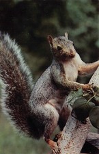 Vtg Postcard Squirrel Animal Rodent Climbing Tree Cute Face  L11