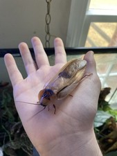 Giant Cave Roaches - 12 ct Mixed Sizes