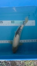 15in Ginrin Shiro UTSURI Japanese Koi Live Imported KoiGazer