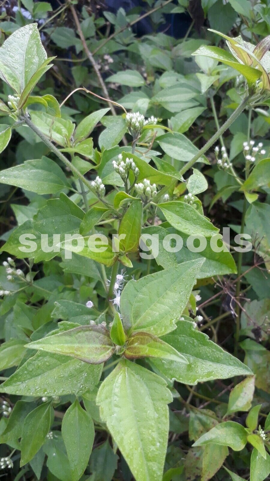 Mexican Bitter Herb Grow Your Own 100 Seeds Calea Zacatechichi (Mexican  Dream Herb)  Syn Ternifolia, Bitter Herb, For Growing Your Own Plants Calea  Zacatechichi Seeds