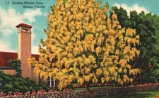 Vintage Postcard Golden Shower Tree Colorful Miami Florida Novelti-Craft Co. Pub