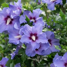 ROSE OF SHARON (hibiscus syriascus) HARDY PERENNIAL SEEDS (blue colour)