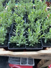 Lavender Plants