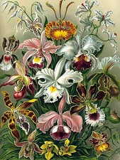 Orchids flowers Tile Mural Kitchen Bathroom Wall Backsplash Marble Ceramic