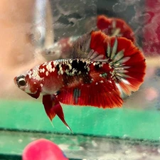Red Koi Copper Plakat - Male Betta 024