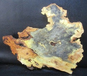 Buckeye Burl wood slab #D628  26 1/4" x 21" x 2 1/4"