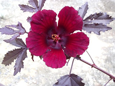 Hibiscus acetosella rare cranberry False roselle medicinal Edible plant 15  seeds | eBay