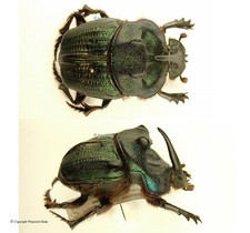 Phanaeus for collectors | Horned Rhinoceros Dung Beetles