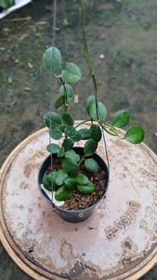 Real Picture Hoya Waymaniae Mini sp. Puruk cahu Rare Plant