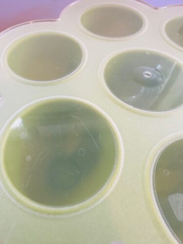 BEABA Multiportion Silicone Baby Food Storage Container Lime GREEN - Picture 5 of 6