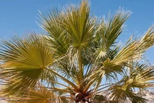 10 California Fan Palm Tree Seeds