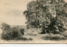 Carte VAUCOULEURS Le Grand tilleul Bel arbre