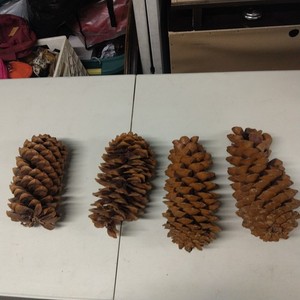 Giant Pine Cone Lot 9 Inch