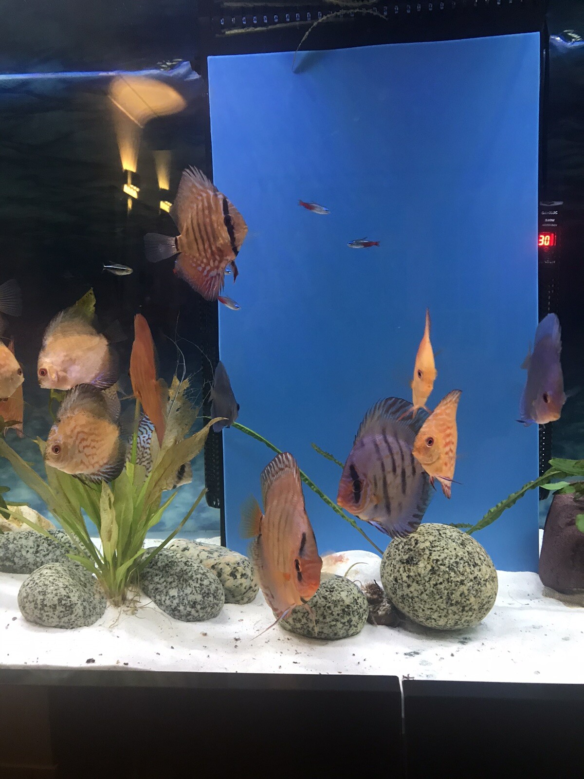 discus live fish eBay