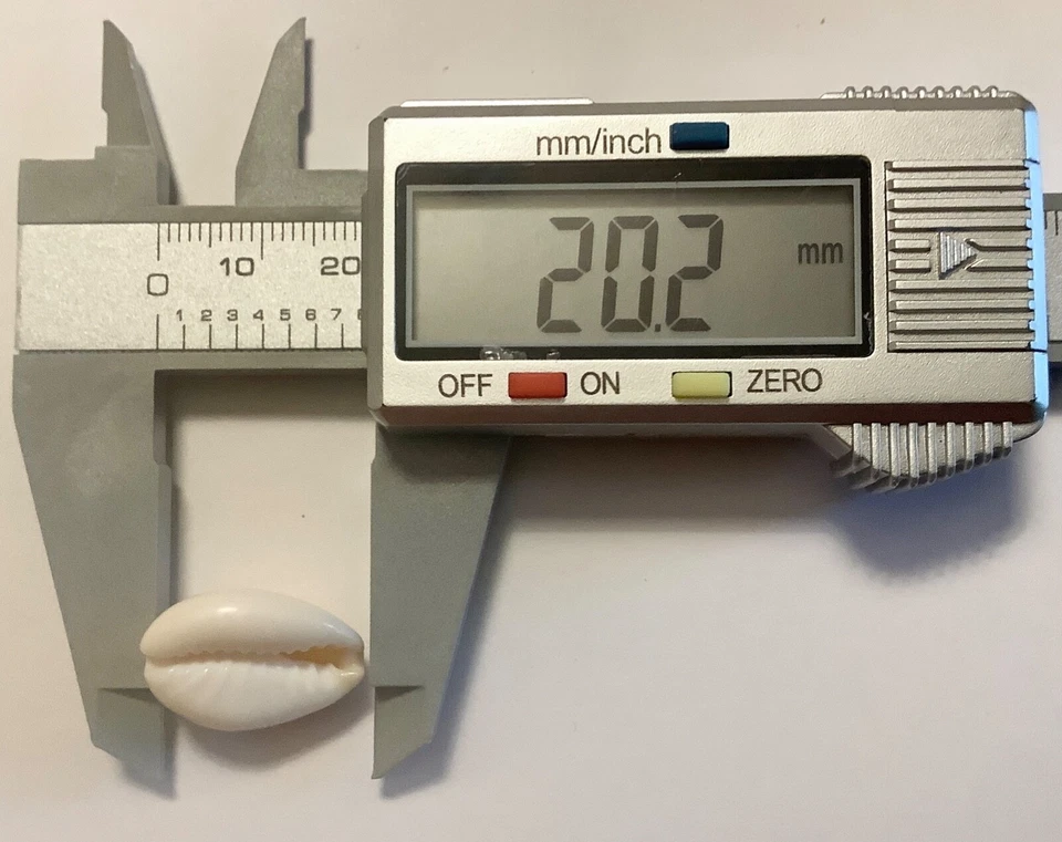 PERLANDO: 20 Kauri Muscheln ~20 mm Schnecke, Muschel ungebohrt (191/5) - Bild 4 von 4