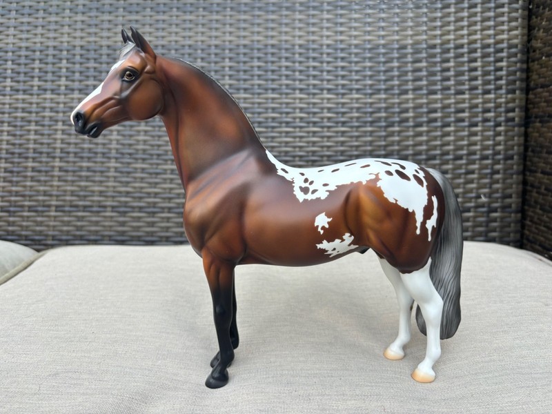 Peter Stone Morgan DAH Silver Bay Appaloosa
