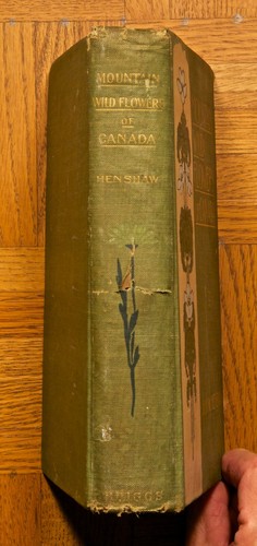 1906 1. HC, Bergwildblumen Kanadas von Julia W. Henshaw; William Briggs - Bild 2 von 9
