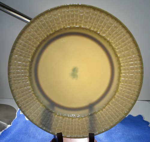Belleek Limpet Yellow Dinner Plate 10 5/8’ 5th. Green Mark 1955-1965