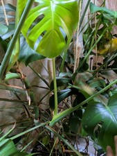 Monstera Deliciosa Green Specimen Well Rooted 5-8" Plant in Ceramic Pot