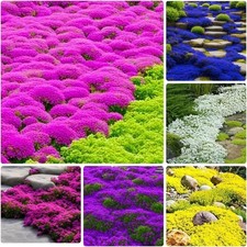 10000 Mix Creeping Thyme Seeds Wild Creeping Thyme Seeds for Planting