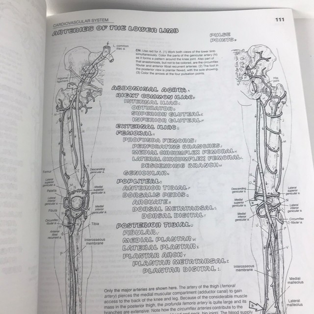 The Anatomy Coloring Book by Lawrence M. Elson and Wynn Kapit (2001