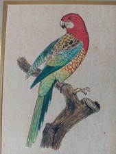 Jacques Barraband Parrot Print L’Amazone tete jaune   Pl. 86 -