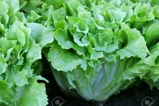 500 BROAD LEAF ENDIVE SEEDS  FRESH HARVEST FOR GARDENS