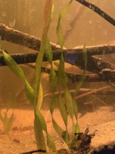 Jungle Vallisneria Live Freshwater Aquarium Plant 3 Plants