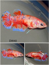 Female Betta Live Fish - Koi Candy Galaxy HMPK - DW40 - Sorority - Breeding