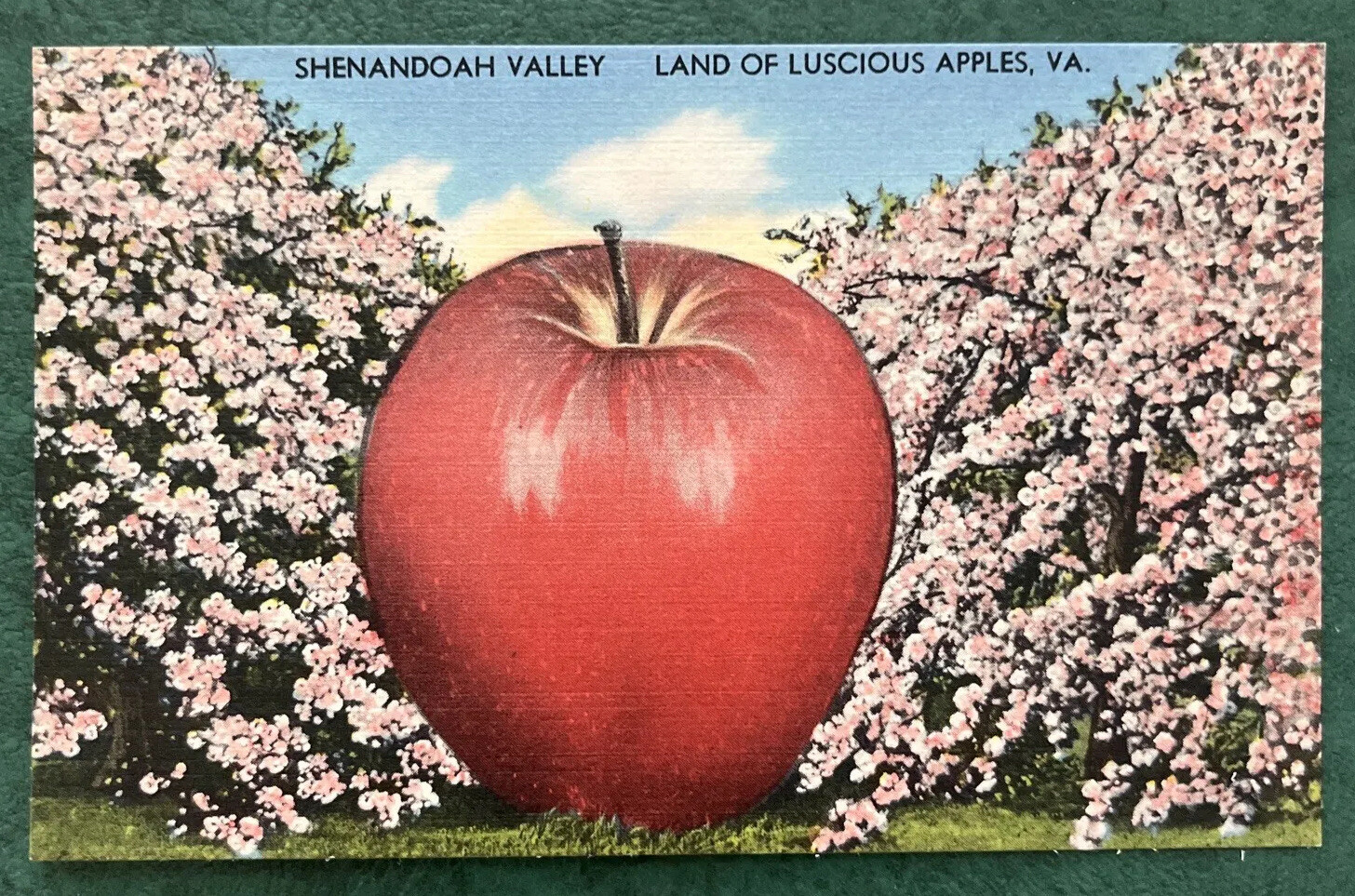 Virginia Apple Tree Shenandoah Valley Virginia Apple Trees Blossoms Exaggerated Linen ...