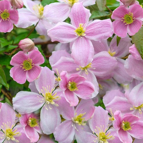 Clematis MAYLEEN MONTANA Waldrebe - ROSA dichter Frühblüher *Schokoduft - Bild 2 von 3