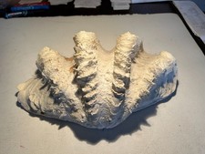Large TRIDACNA SQUAMOSA Fluted Giant Clam Shell HALF 13 x 9