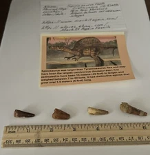 Spinosaurus Tooth Dinosaur Fossil not T Rex Cretaceous CS72