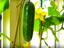 Seeds Indoor Cucumber Self-Pollinating 10 Seeds for Planting Non-GMO