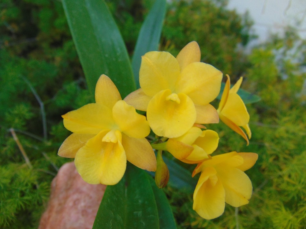 Ctna Mahana ke Akua Yellow Orchid 4 Bloom Wood Basket Healthy Plant