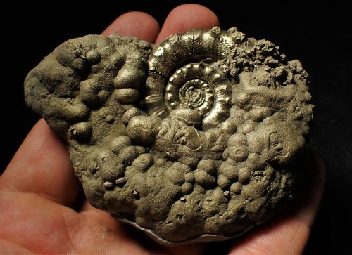 Large pyrite Eoderoceras ammonite fossil 82 mm Jurassic Coast Fossils UK geology - Picture 3 of 7