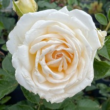 Rose 'Lisa's Rose ' Established Plant in 4 Litre Pot