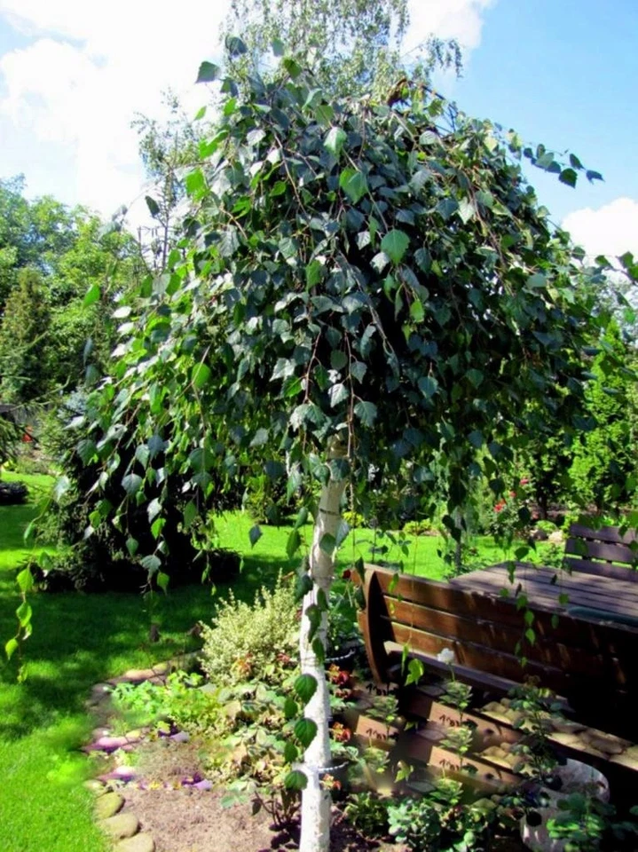 Hänge-Birke ZÖLD SZAKÁLL 90-110 cm im Container - Bild 4 von 4