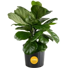 Costa Farms Fiddle Leaf Fig, Live Indoor Floor Plant, Ficus Lyrata, 1-2 ft Tall