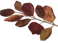 vintage 1940s millinery velvet leaves copper rust 1 spray made in Japan