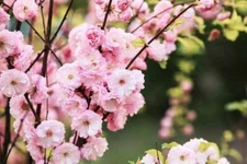 10 Flowering Plum Bonsai Tree Seeds to Plant Prunus Triloba