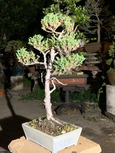 Juniperus communis 'Compressa' - Pencil Point Common Juniper Bonsai - Picture 3 of 12