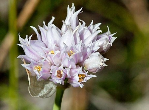 Allium geyeri | Geyer's Onion | 10 Seeds - Picture 2 of 4