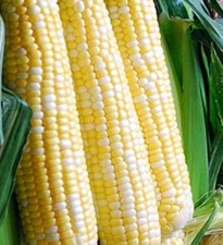 Sweet Corn Seed Variety Pack 3000 kernels (Non GMO) Free Shipping