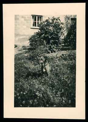 Dachshund Sitting in the Grass - 1930s - Teckel Dachshund Dog - Photo 5x8cm