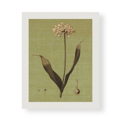 Leinwanddruck auf Papier Poster oder Gemälde Seba John Botanica Green III