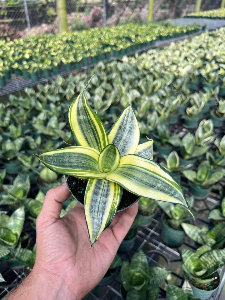 Hahnii Golden Sansevieria | Planta serpiente nido de pájaro | Planta de interior VIVA en maceta de 4" Foto 4 de 4
